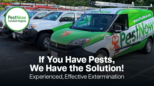 PestNow of Central Virginia | Ruther Glen Picture 3