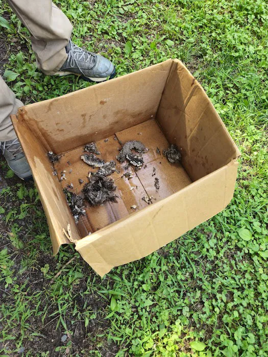 Bug Busters Pest Control Services Picture 3