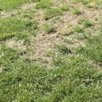 Best Greening Services ico