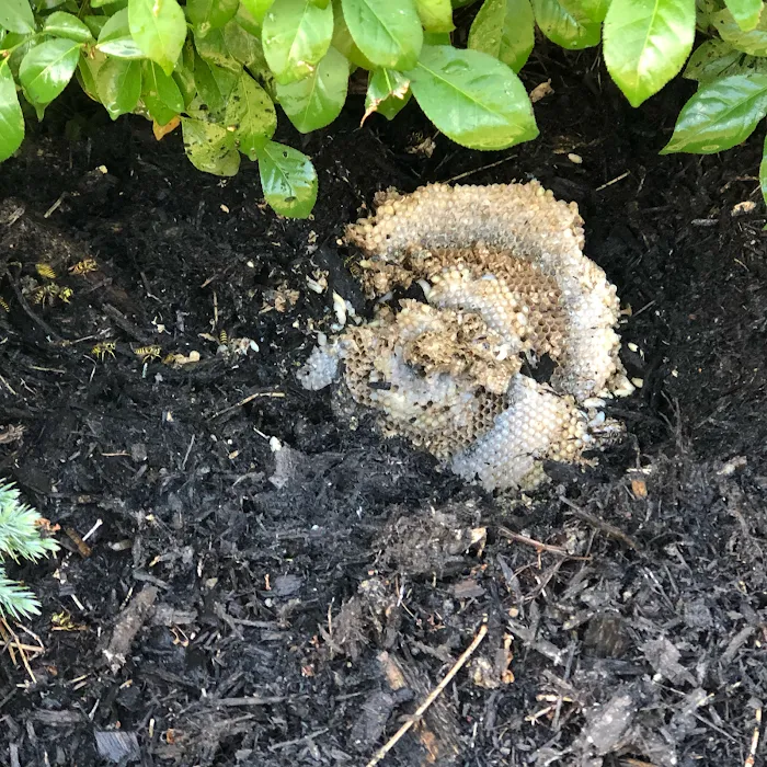 C & C Pest Control Picture 9
