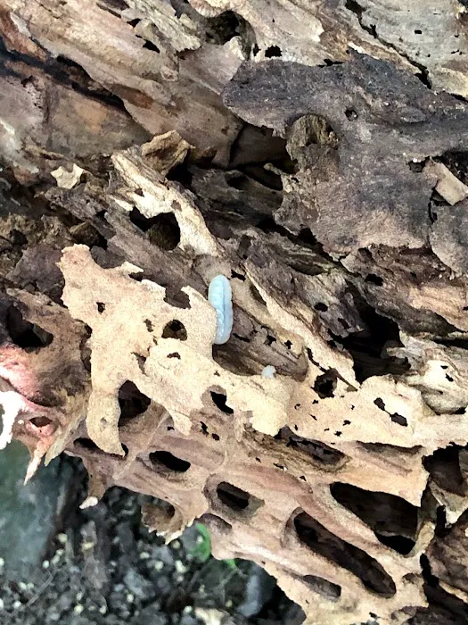 C & C Pest Control Picture 10
