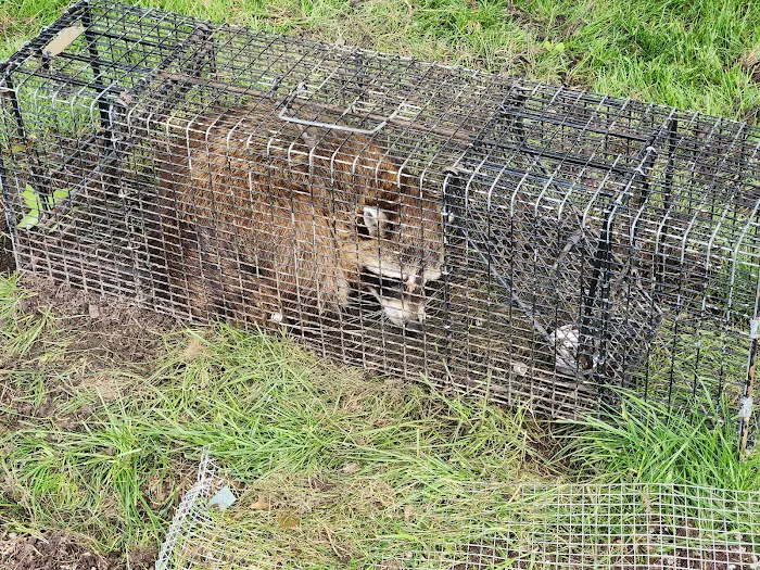 Cottom's Wildlife Removal Picture 3