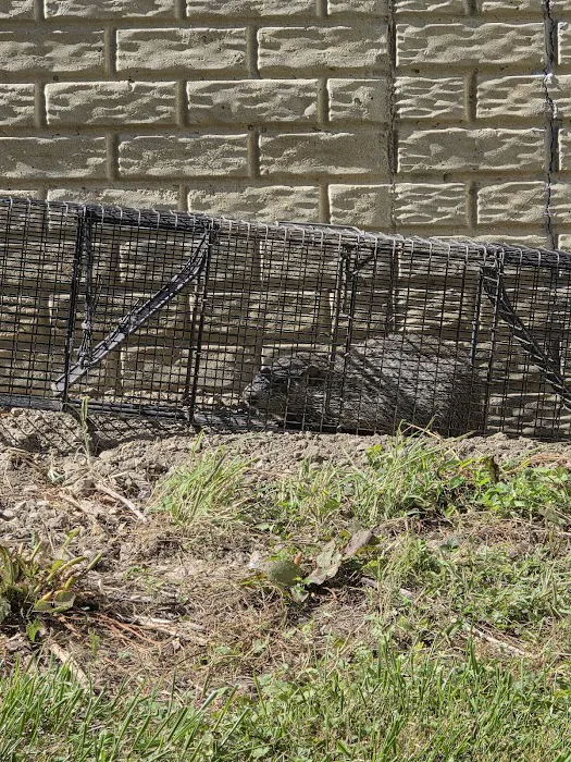 Cottom's Wildlife Removal Picture 2