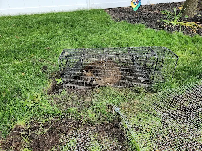 Cottom's Wildlife Removal Picture 8