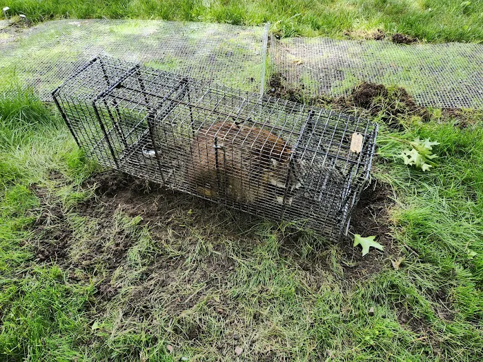 Cottom's Wildlife Removal Picture 6