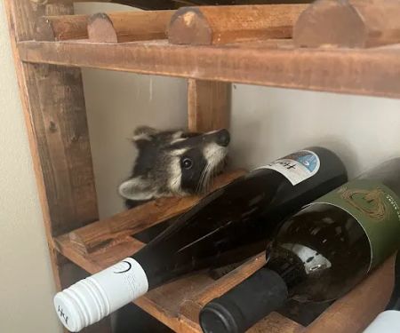Cottom's Wildlife Removal