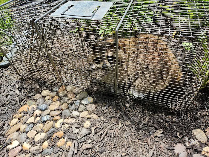 Cottom's Wildlife Removal Picture 9