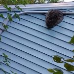 Prevent Pest Control