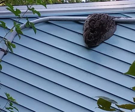 Prevent Pest Control