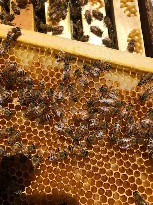 C.D. Bees LLC Picture 6