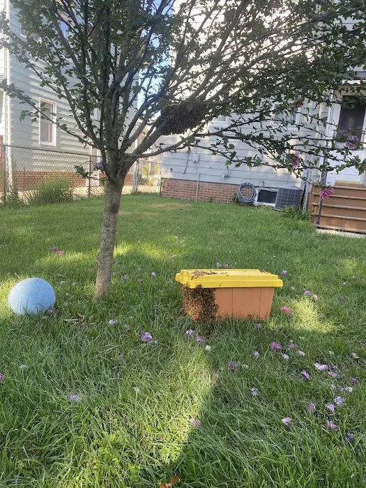 C.D. Bees LLC Picture 2