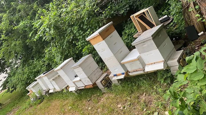 C.D. Bees LLC Picture 8