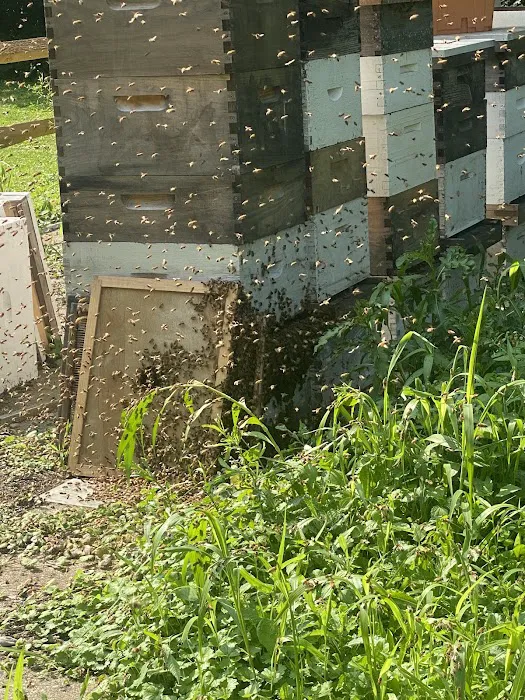 C.D. Bees LLC Picture 10