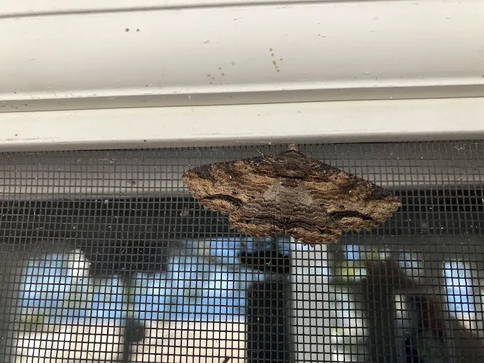 Pest Asset Picture 10
