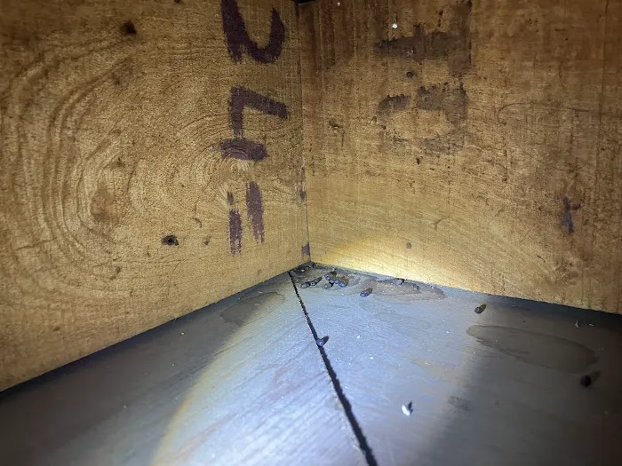 Pest Asset Picture 8