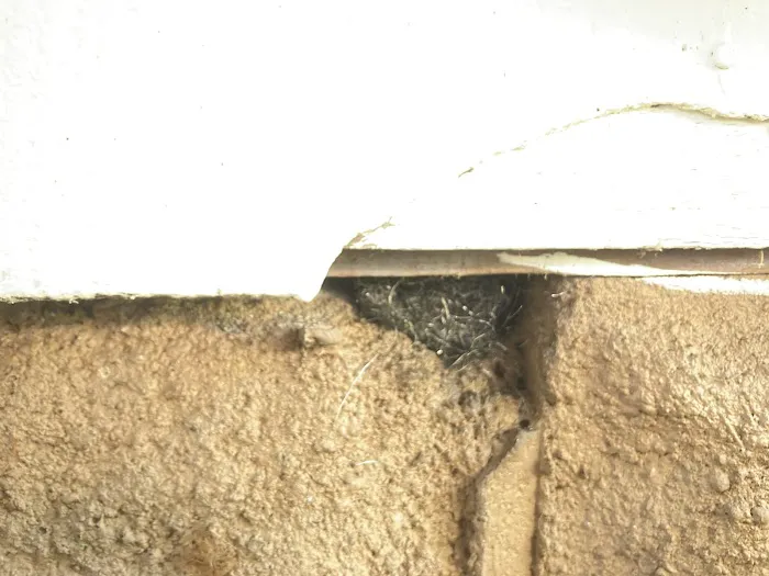 Pest Asset Picture 9