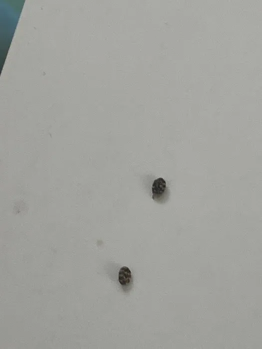 Pest Asset Picture 1