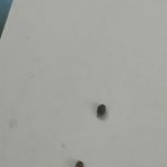 Pest Asset