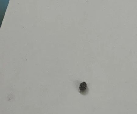 Pest Asset