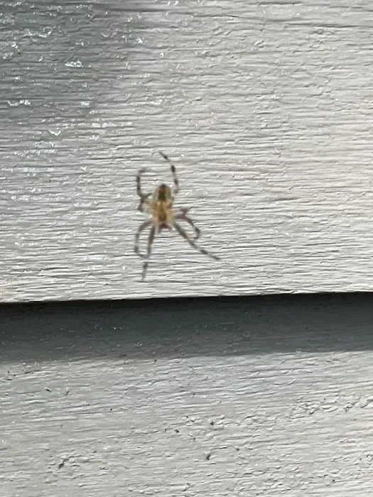Pest Asset Picture 4