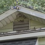 Black Dog Pest Solutions
