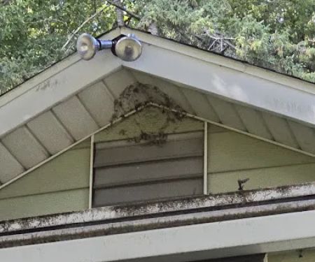 Black Dog Pest Solutions