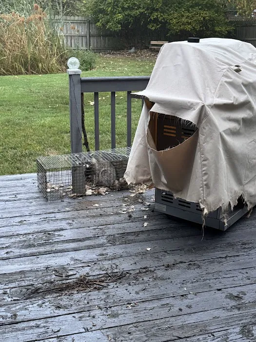 Black Dog Pest Solutions Picture 9