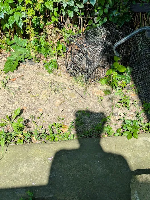 Black Dog Pest Solutions Picture 4