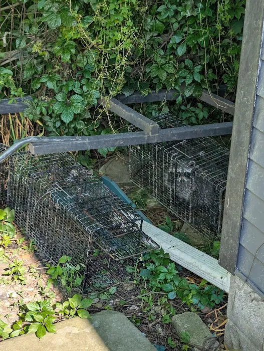 Black Dog Pest Solutions Picture 10