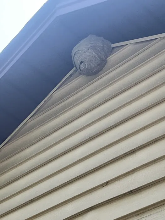 Robinhood Pest Solutions Picture 5