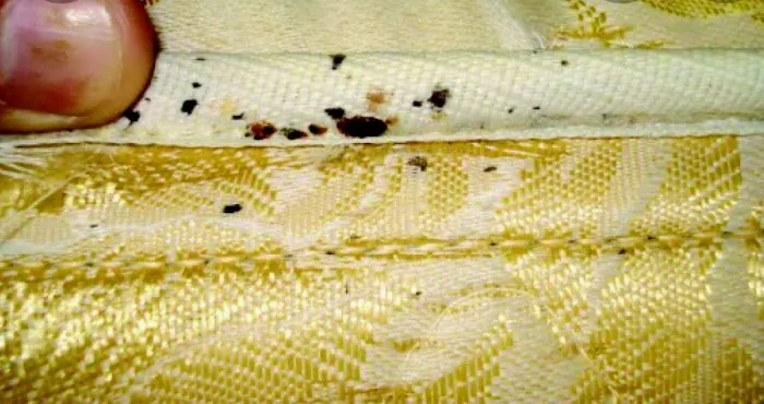 DHS Pest Control Picture 4