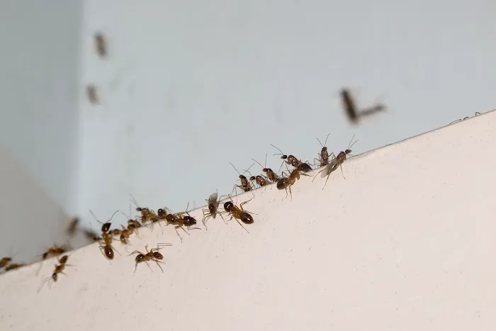 DHS Pest Control Picture 8