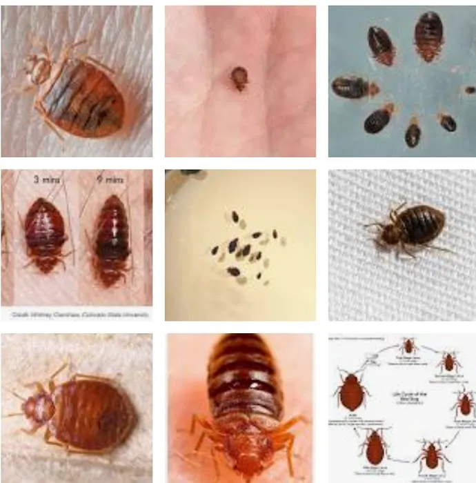 DHS Pest Control Picture 10