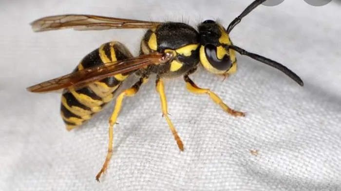 DHS Pest Control Picture 9