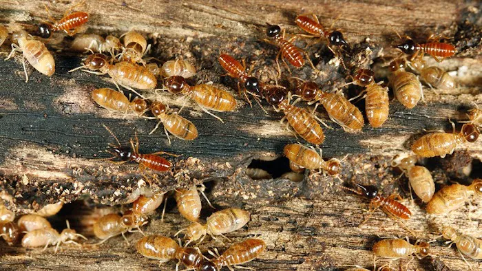 Long's Termite & Pest Control Inc. Picture 2