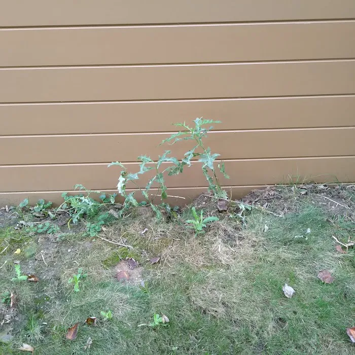 Lawn Squad of Cleveland Picture 8