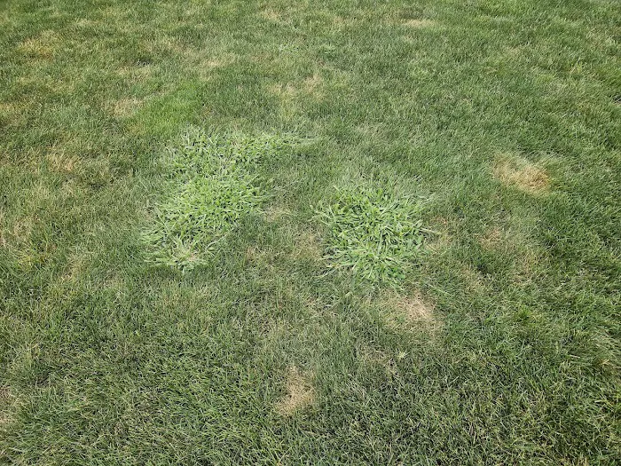 Lawn Squad of Cleveland Picture 7