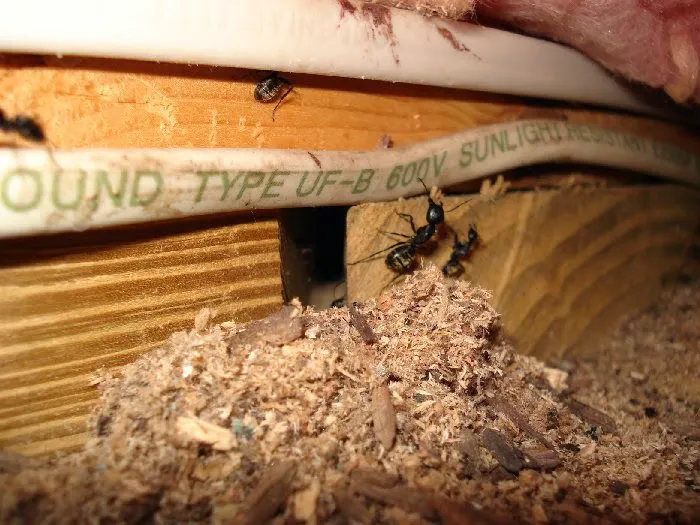 Absolute Pest Control Services Picture 8