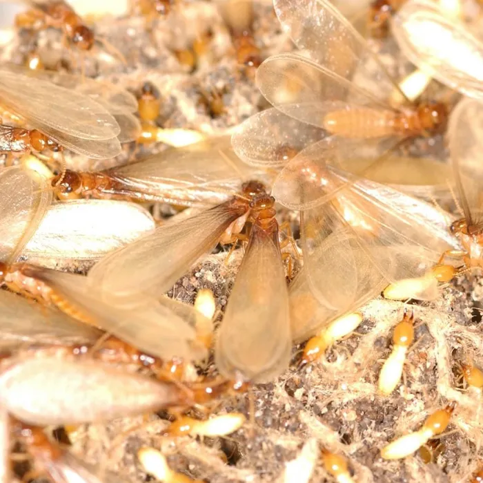 Absolute Pest Control Services Picture 10