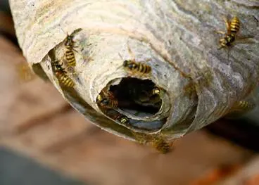 Absolute Pest Control Services Picture 7