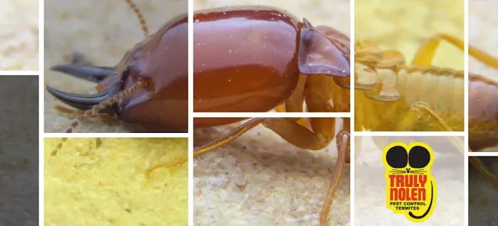 Truly Nolen Pest & Termite Control Picture 10