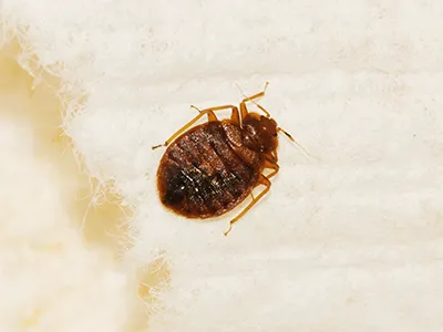 Truly Nolen Pest & Termite Control Picture 8