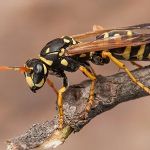 Truly Nolen Pest & Termite Control