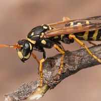 Truly Nolen Pest & Termite Control ico