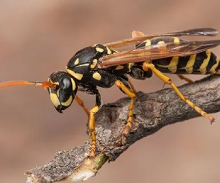 Truly Nolen Pest & Termite Control
