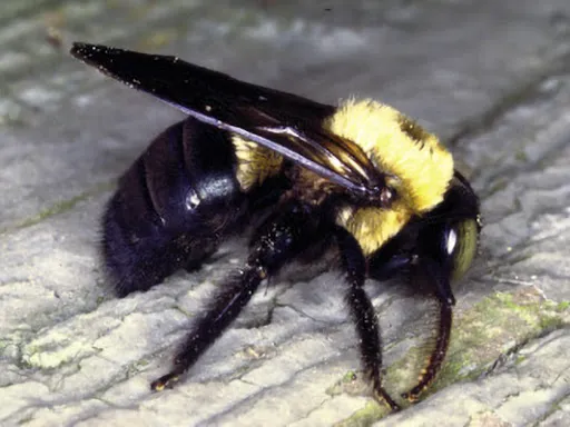 MACO Pest Control LLC Picture 1