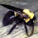 MACO Pest Control LLC