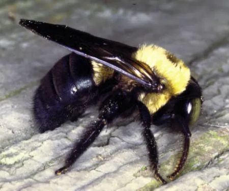 MACO Pest Control LLC