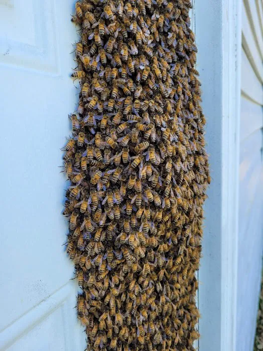 Mandau's Pest Solutions Picture 10