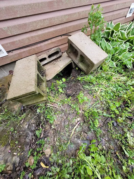 Mandau's Pest Solutions Picture 7